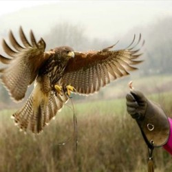 Les Fauconniers - Dressage animaux