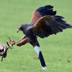 Les Fauconniers - Dressage animaux