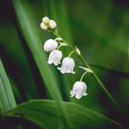🌿 1er mai • Fête du Travail 🌿

En ce 1er mai, toute la Team Eventiverse souhaite une excellente fête du travail à tous ceux qui, chaque jour, s'investissent avec passion, créativité et détermination ! 🚀

Et selon la tradition... nous vous offrons virtuellement un brin de muguet 🍀
Symbole de bonheur et de chance, que cette journée soit l’occasion de célébrer votre engagement et de semer de belles réussites pour les mois à venir !

Belle fête du travail à toutes et à tous ✨

#FêteDuTravail #1erMai #BonheurEtSuccès #TeamEventiverse
